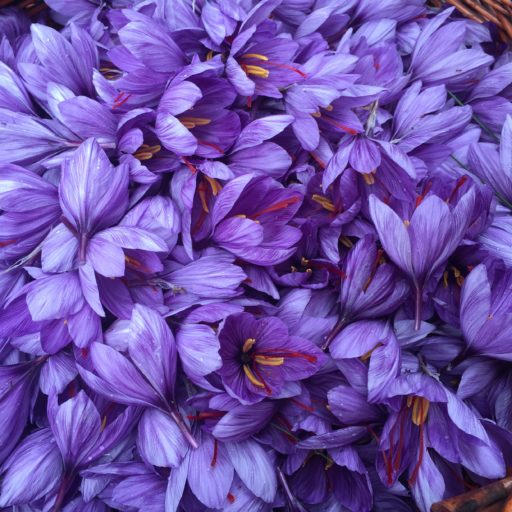 Fleurs de Crocus sativus, Safran du Pays de l'Or